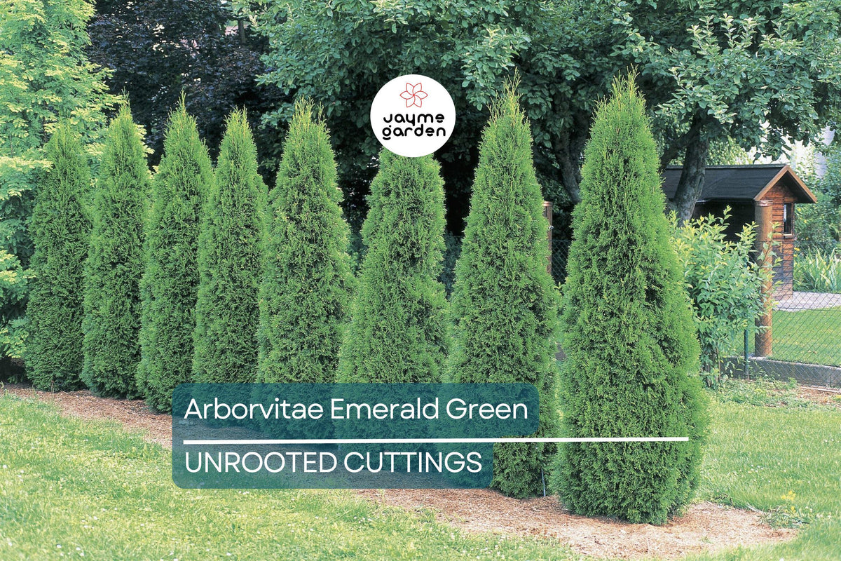 10 Fresh Cuttings Arborvitae Emerald Green Shrub - Thuja occidentalis 'Emerald Green' - Fast-Growing Evergreen for Hedges