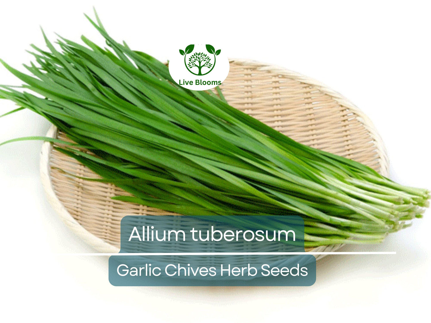 100 Garlic Chives Seeds - Allium tuberosum, Aromatic Herb for Cooking & Easy Growing