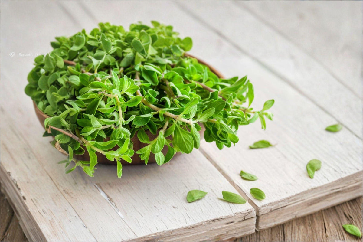 Marjoram Seeds 400 Count | Aromatic Culinary Herb | Origanum majorana | Mild Sweet Flavor for Cooking and Gardens
