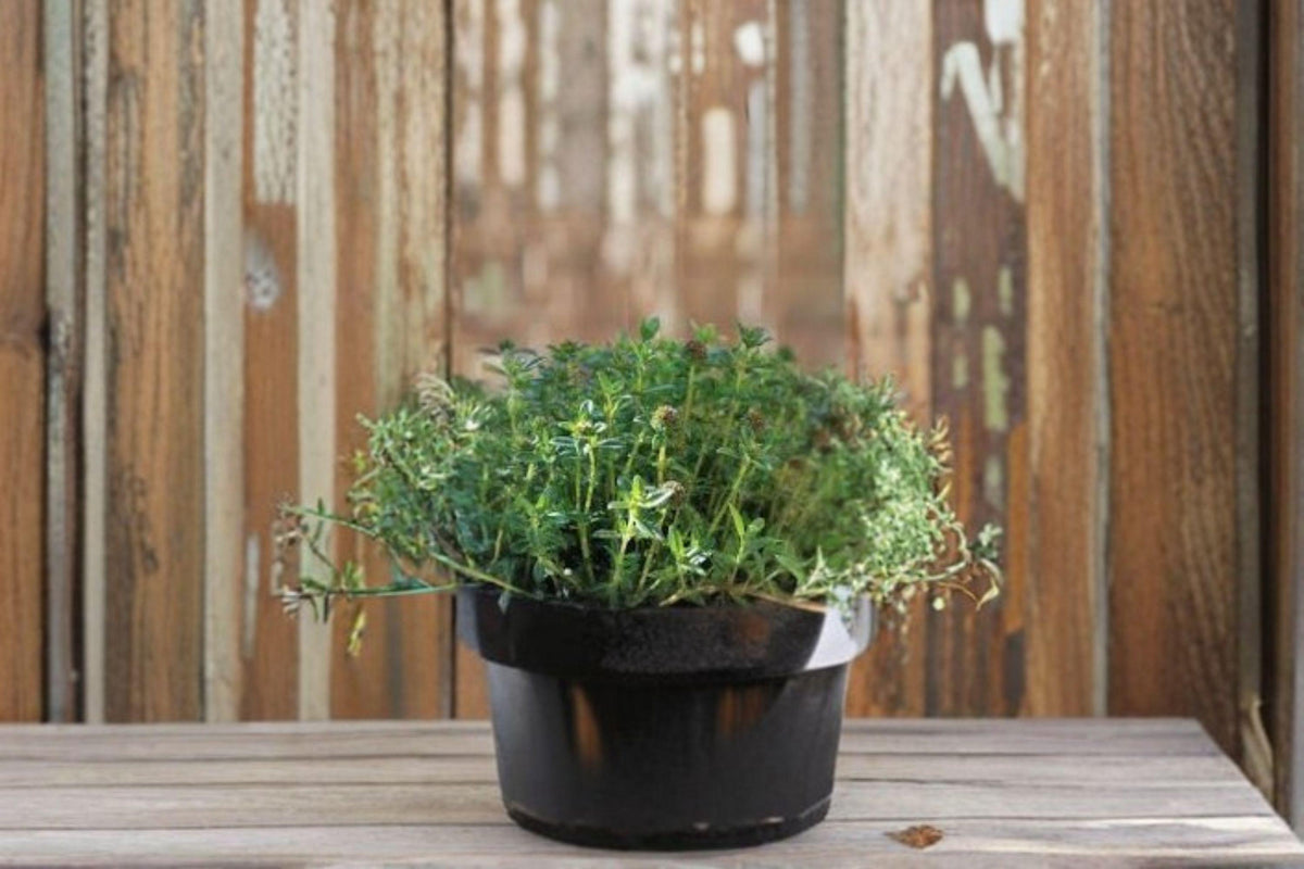 Summer Savory Seeds 500/1000 | Culinary Herb | Peppery Flavor | Satureja hortensis | Easy Annual for Home Gardens