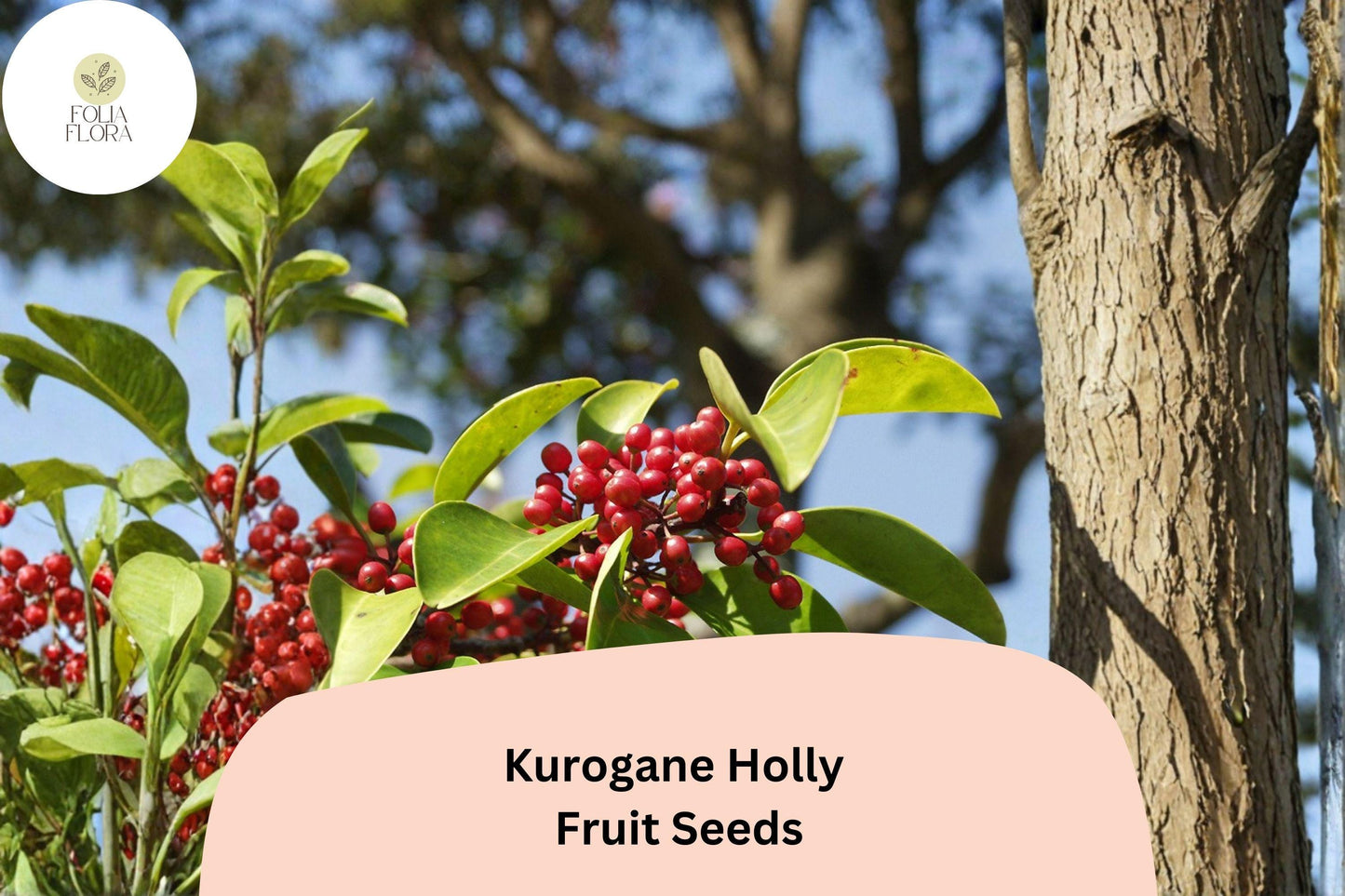 Kurogane Holly Seeds 25 | Ilex rotunda Evergreen Round Leaf Holly Tree Seeds for Garden Planting