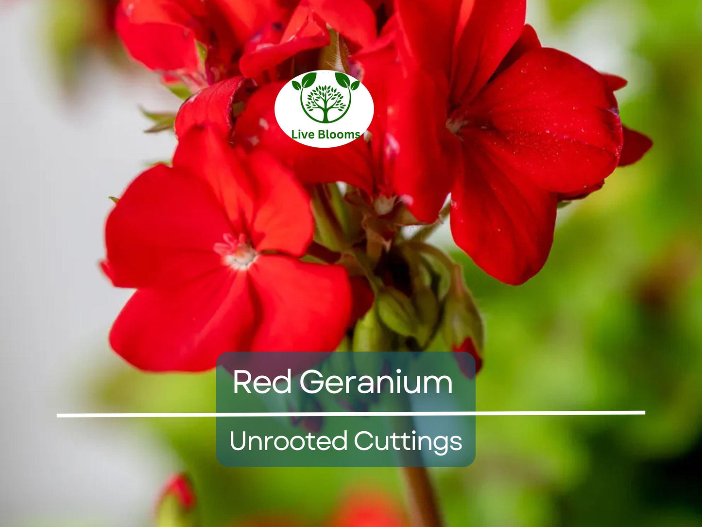 5 Organic Red Geranium Unrooted Cuttings 5-8" - Easy to Root Pelargonium with Vibrant Red Blooms