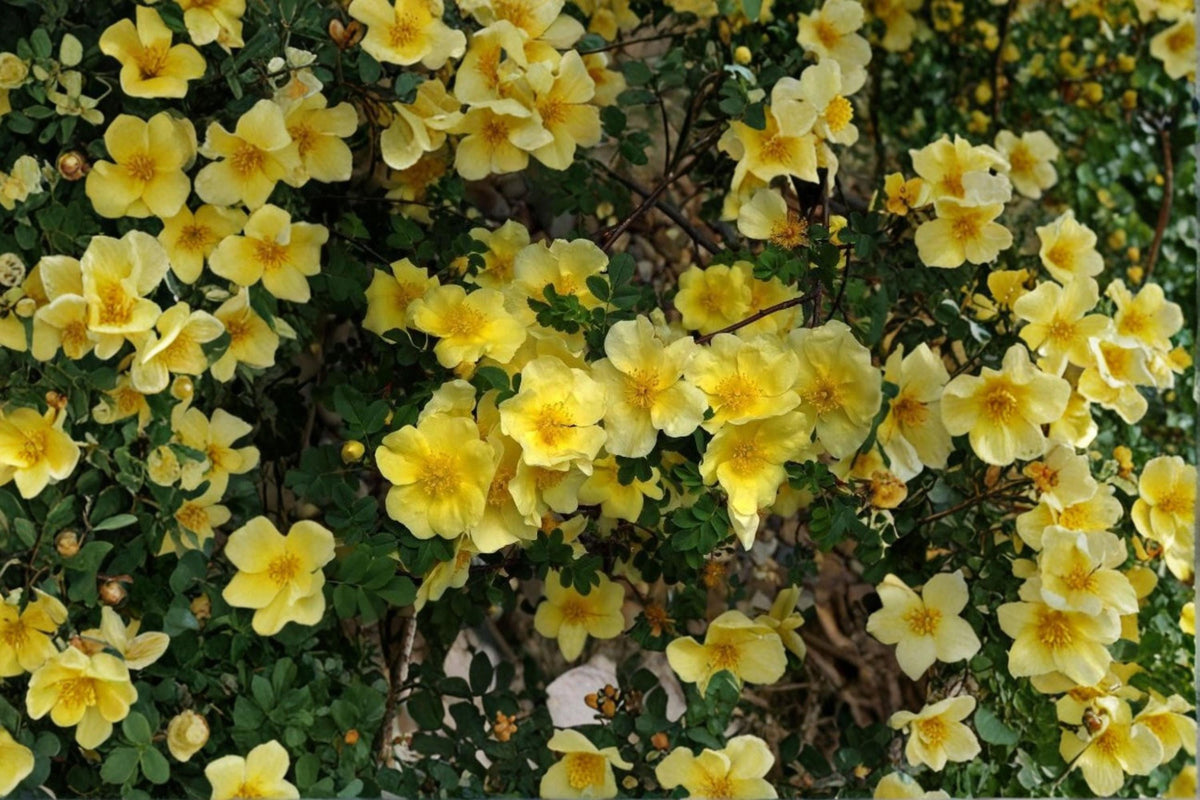 Manchu Yellow Rose Seeds | 10 High-Quality Seeds | Hardy Flowering Shrub | Rosa xanthina | Ornamental Garden Plants