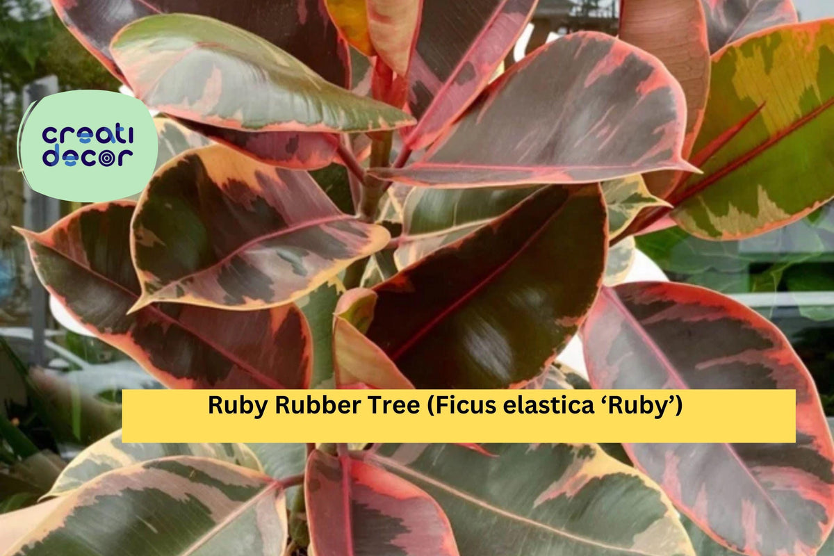Ruby Rubber Tree Ficus elastica ‘Ruby’ Variegated Houseplant with Pink, Cream & Green Leaves