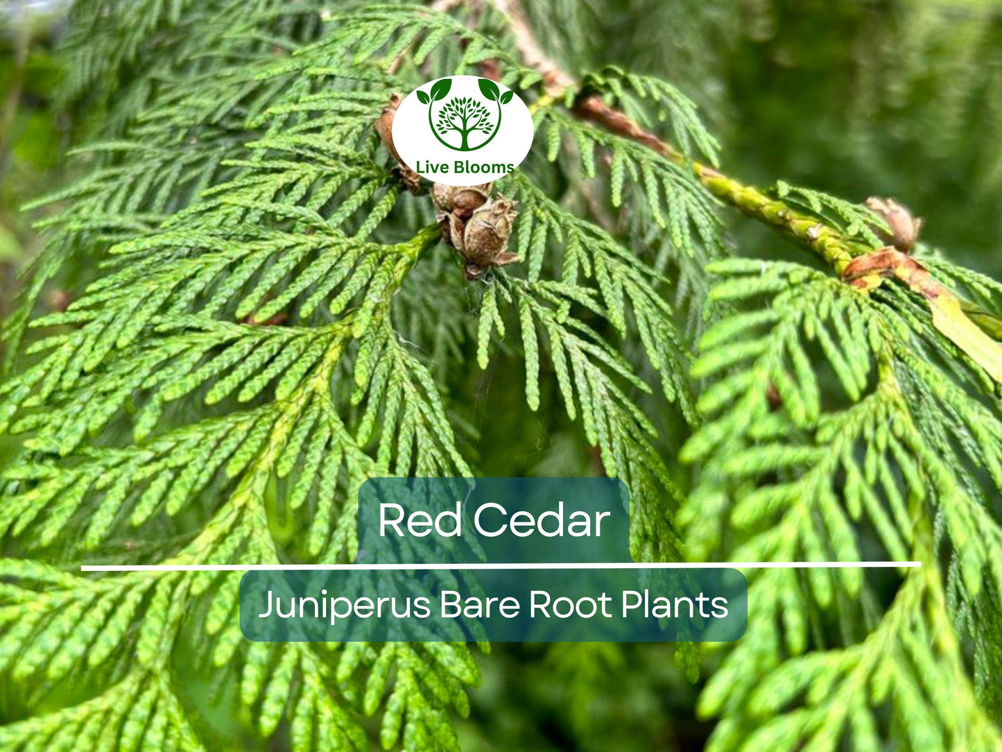 5 Red Cedar Tree Saplings – Fast-Growing Evergreen for Privacy, Windbreak & Wildlife Habitat