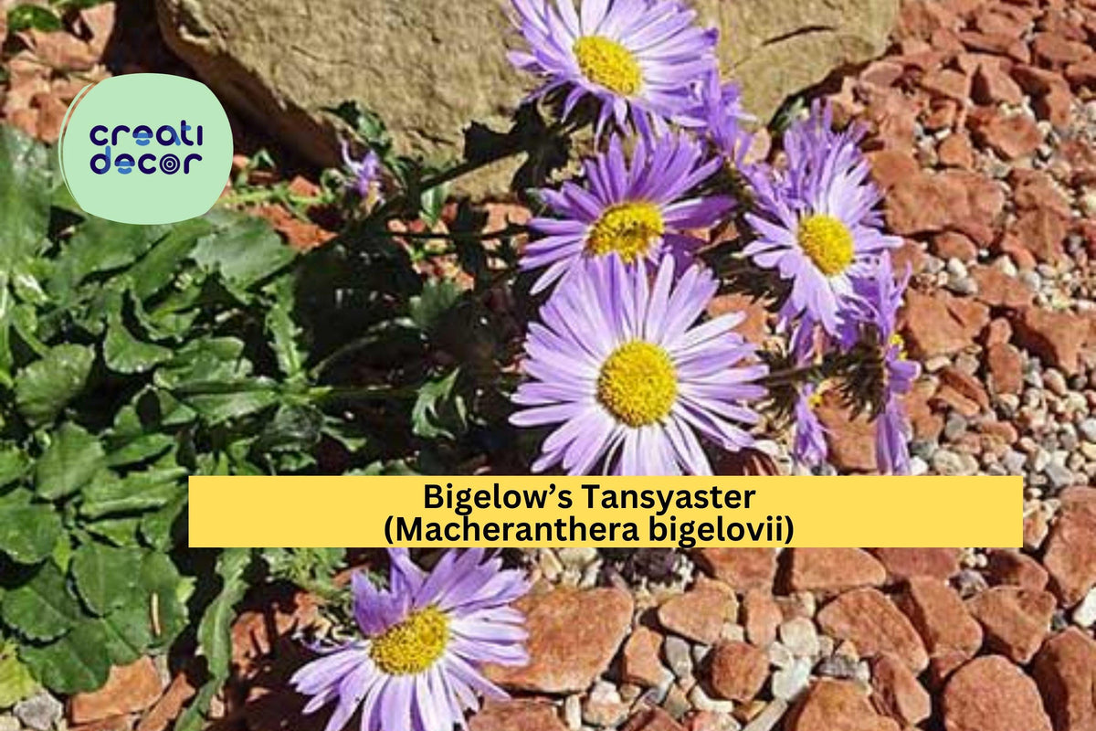 Bigelow’s Tansyaster Seeds (Macheranthera bigelovii) - 100 Purple Aster Seeds, Drought-Tolerant Native Wildflower