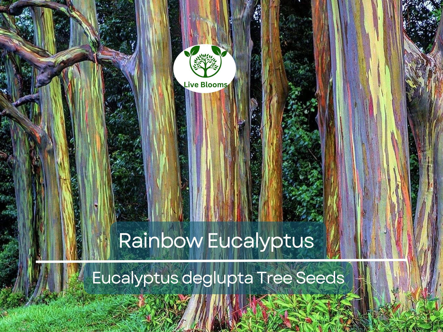 40 Rainbow Eucalyptus Seeds - Fast-Growing Tropical Evergreen with Vibrant Multicolored Bark