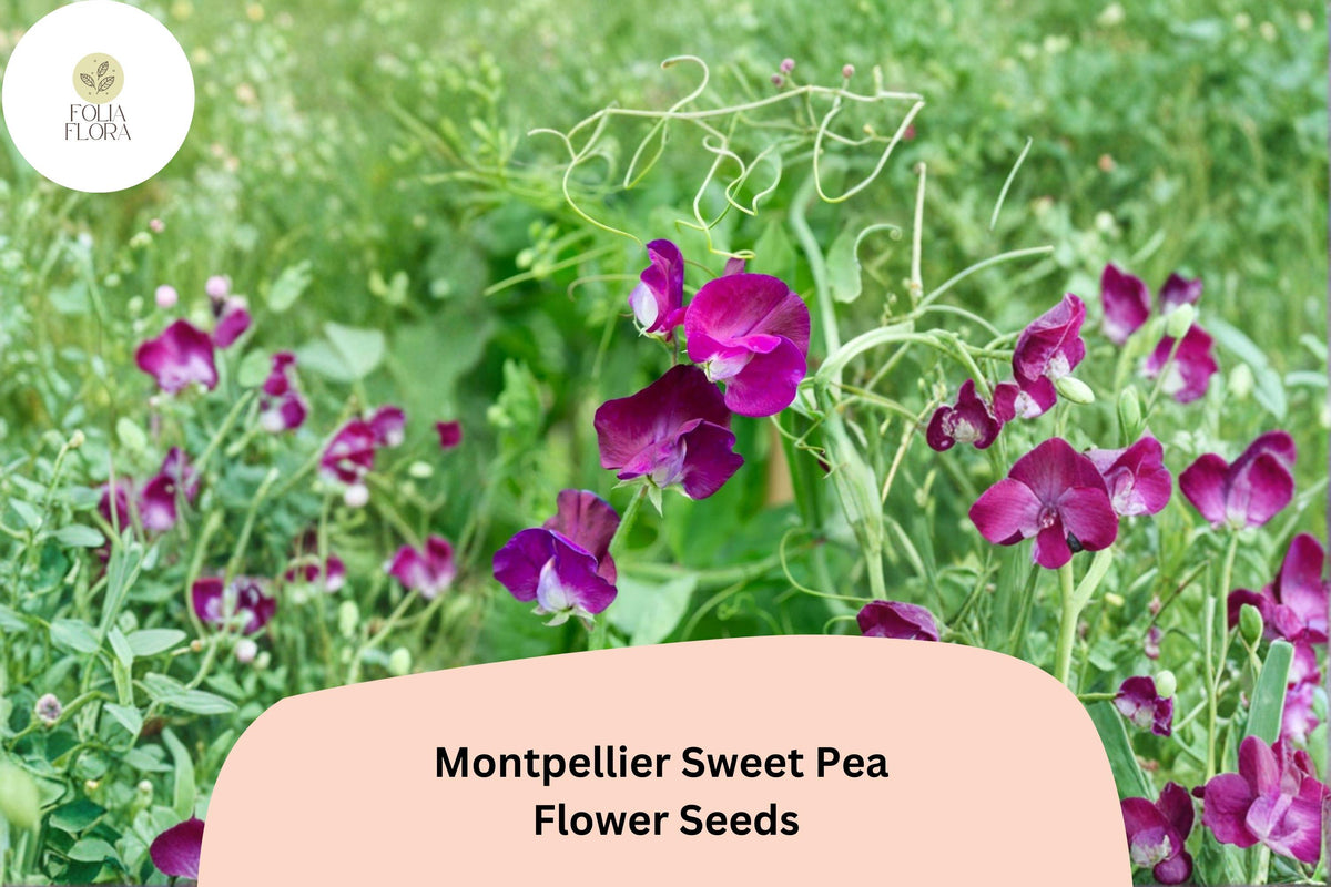 Montpellier Sweet Pea Seeds | 50+ Climbing Flower Seeds | Purple Lathyrus odoratus | Ornamental Garden Use