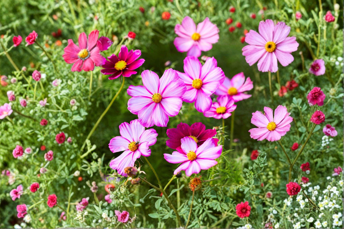 Cosmos Seeds - 100 Pack Picotee, White Blooms with Pink Edges, Easy to Grow Annual Flower, Cosmos bipinnatus