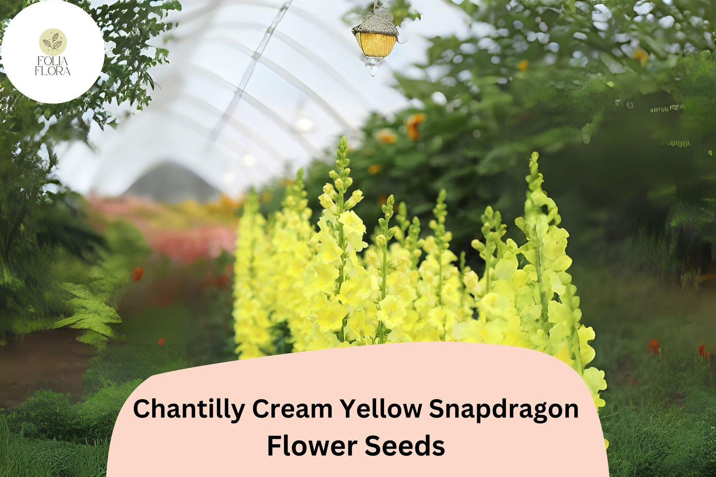 Chantilly Cream Yellow Snapdragon Seeds - 1000+ Antirrhinum majus Seeds for Tall, Fragrant Yellow Blooms