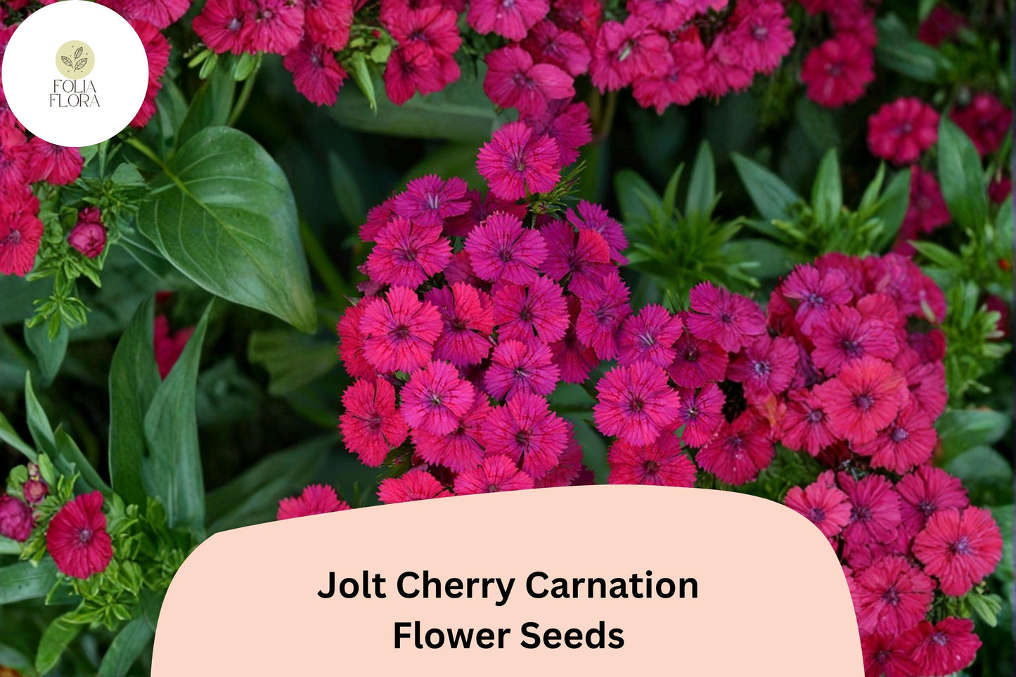 200+ Jolt Cherry Carnation Seeds - Soft Pink Double Blooms, Fragrant Hardy Perennial Dianthus