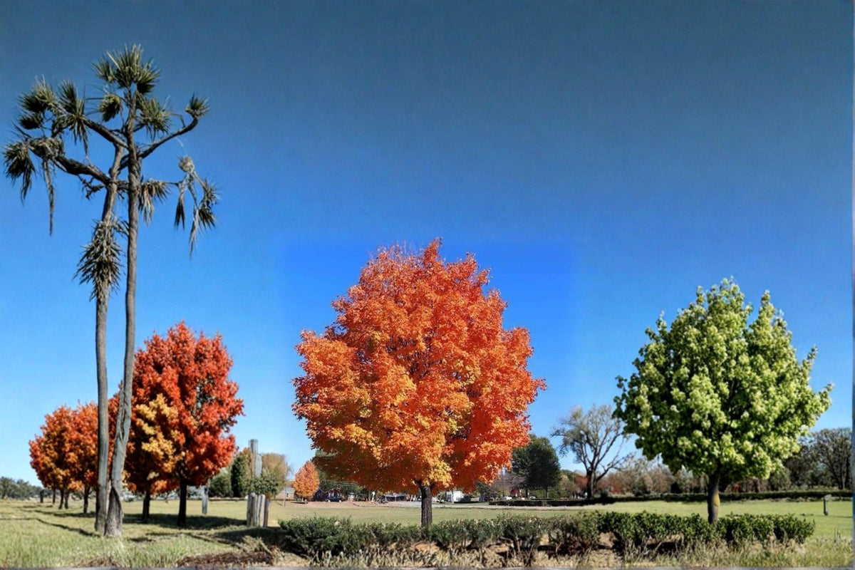 Sugar Maple Live Plants 2ft Bare Root Acer saccharum Ornamental Shade Tree for Vibrant Fall Foliage