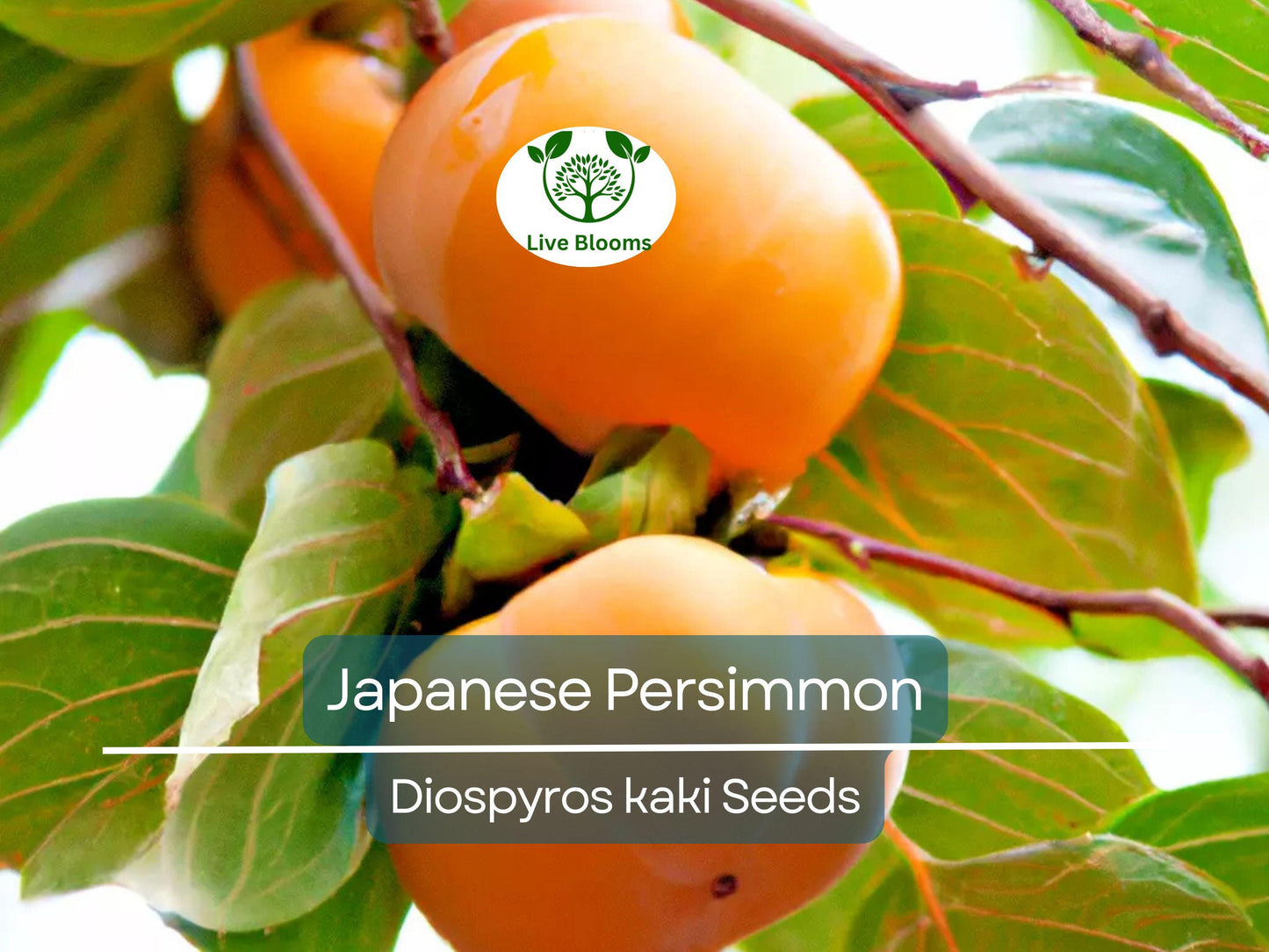 5 Japanese Persimmon Seeds (Diospyros kaki) - Non-GMO Edible Fruit Tree, Easy to Grow Sweet Persimmons