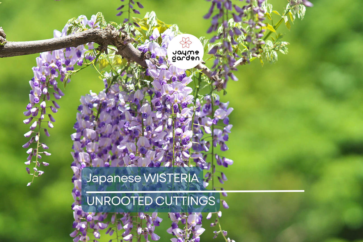 Japanese Wisteria Cuttings - 10 Softwood Cuttings 5-8 in - Fragrant Purple Flowers - Wisteria floribunda - Fast Blooming