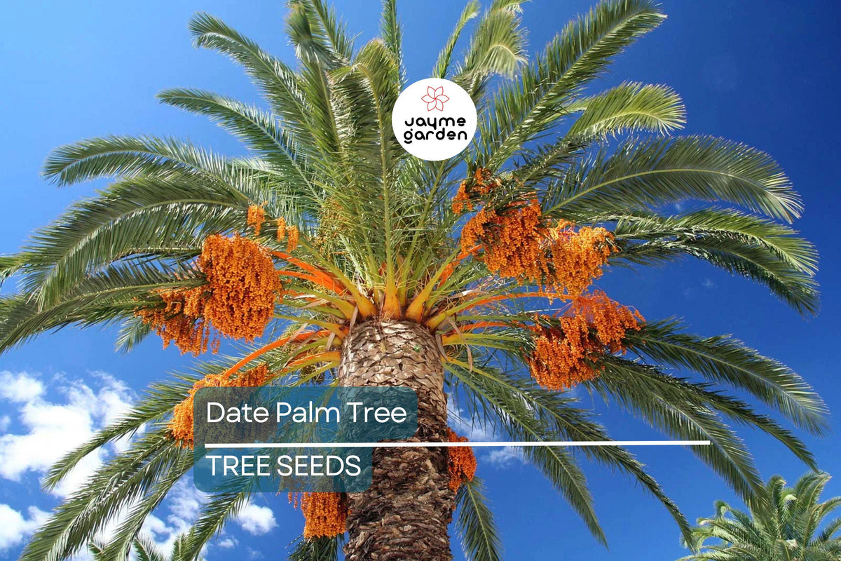 5 Date Palm Tree Seeds - Edible Fruit, Hardy Phoenix dactylifera - Tropical Landscaping, Zone 8 Cold-Hardy, Drought-Tolerant Plants