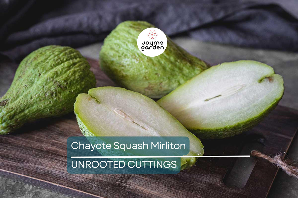 Live Chayote Squash Plants - 3 Fast-Growing Mirliton Vines in Pots - Edible Tropical Vegetable - Sechium edule