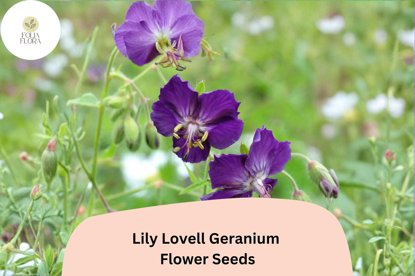 25+ Lily Lovell Geranium Seeds – Hardy Perennial with Purple Flowers for Garden Beds and Containers