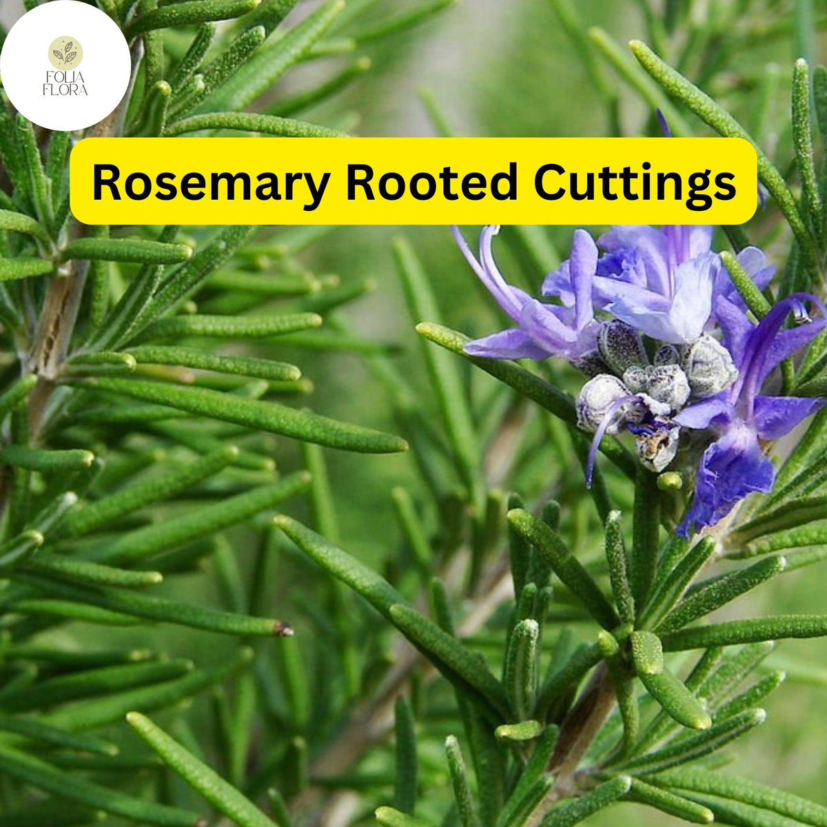 Lot of 2 Rosemary Cuttings 5-8” Rooted Bare Root - Aromatic Herb (Salvia rosmarinus) for Culinary Gardens, Indoor Planters