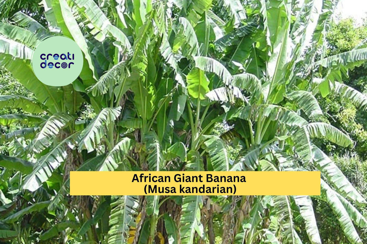 African Giant Banana Plant | Musa kandarian Rooted Starter | Fast-Growing Tropical Banana Tree for Outdoor or Container