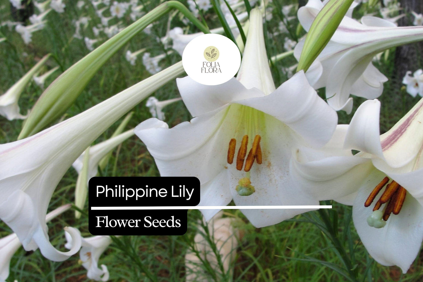 25 Philippine Lily Seeds | Rare White Lilium philippinense | Fragrant Tropical Garden Flower