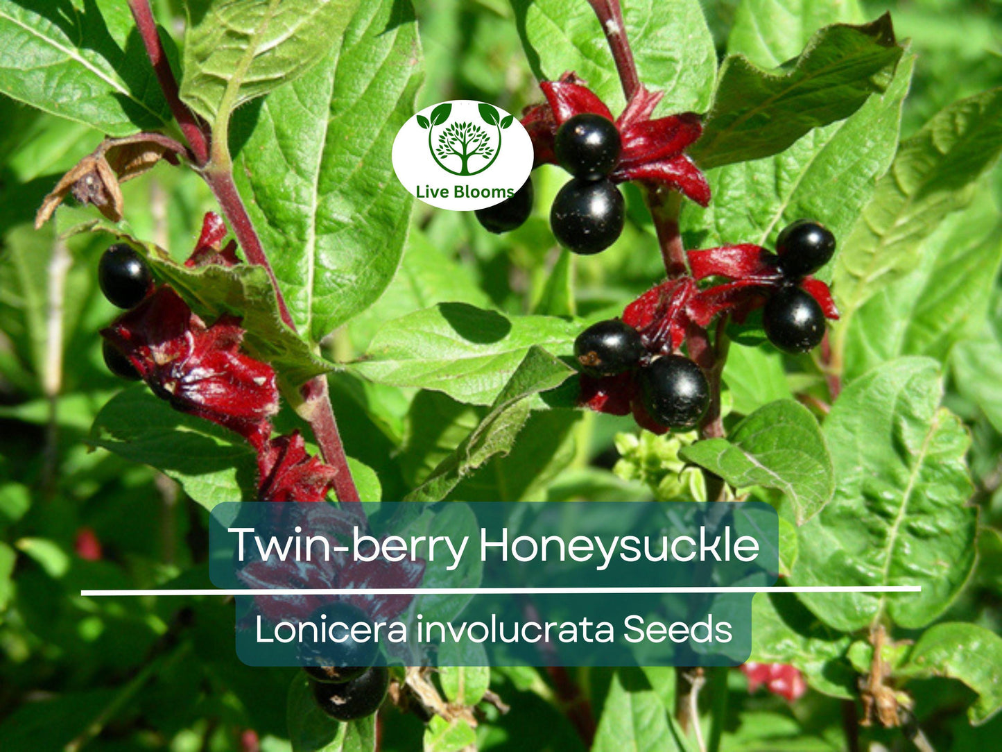 50 Twin-berry Honeysuckle Seeds (Lonicera involucrata) | Hardy Red Flower Vine, Pollinator-Friendly, Fast-Growing