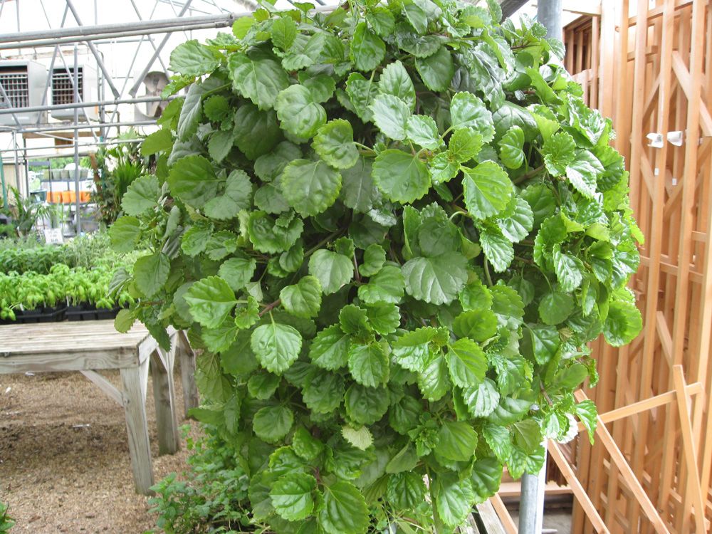 5 Swedish Ivy Cuttings | Plectranthus verticillatus | Houseplant for Indoor Hanging Baskets & Containers
