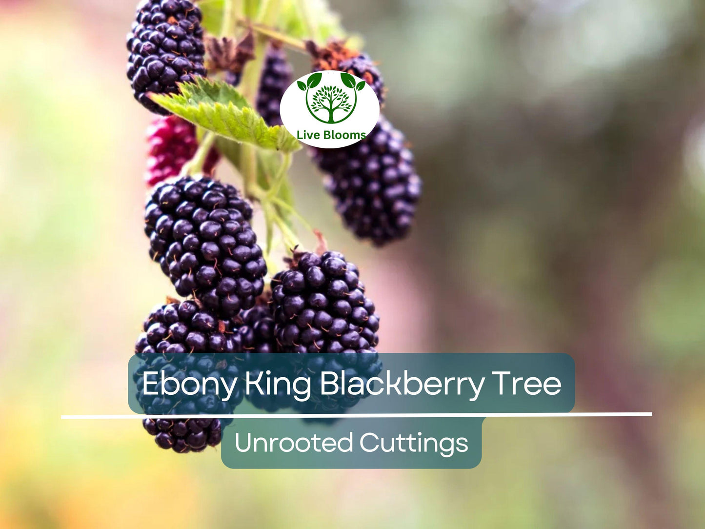 5 Ebony King Blackberry Scion Unrooted Cuttings 8-10 Inches for Rooting or Grafting