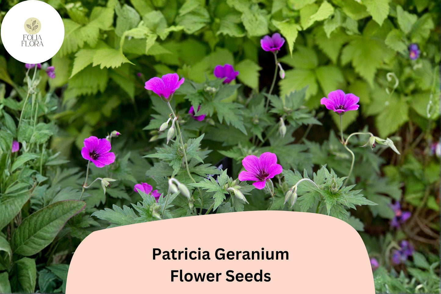 25+ Patricia Geranium Seeds | Hardy Perennial with Magenta-Purple Flowers for Garden Borders & Pollinator Gardens
