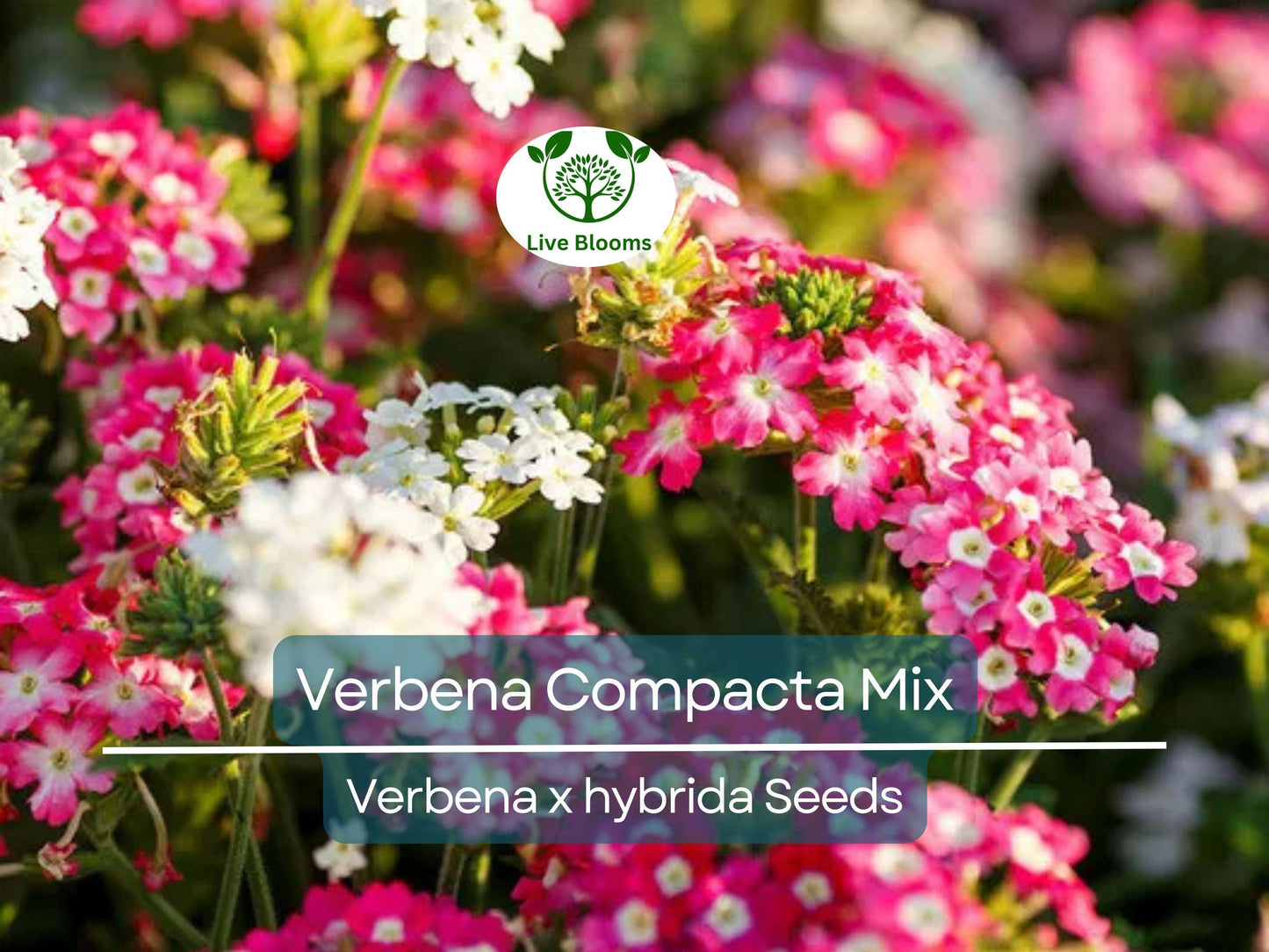 200 Seeds Verbena Compacta Mix Dwarf Groundcover Perennial - Non-GMO, Bee-Friendly Garden Flowers