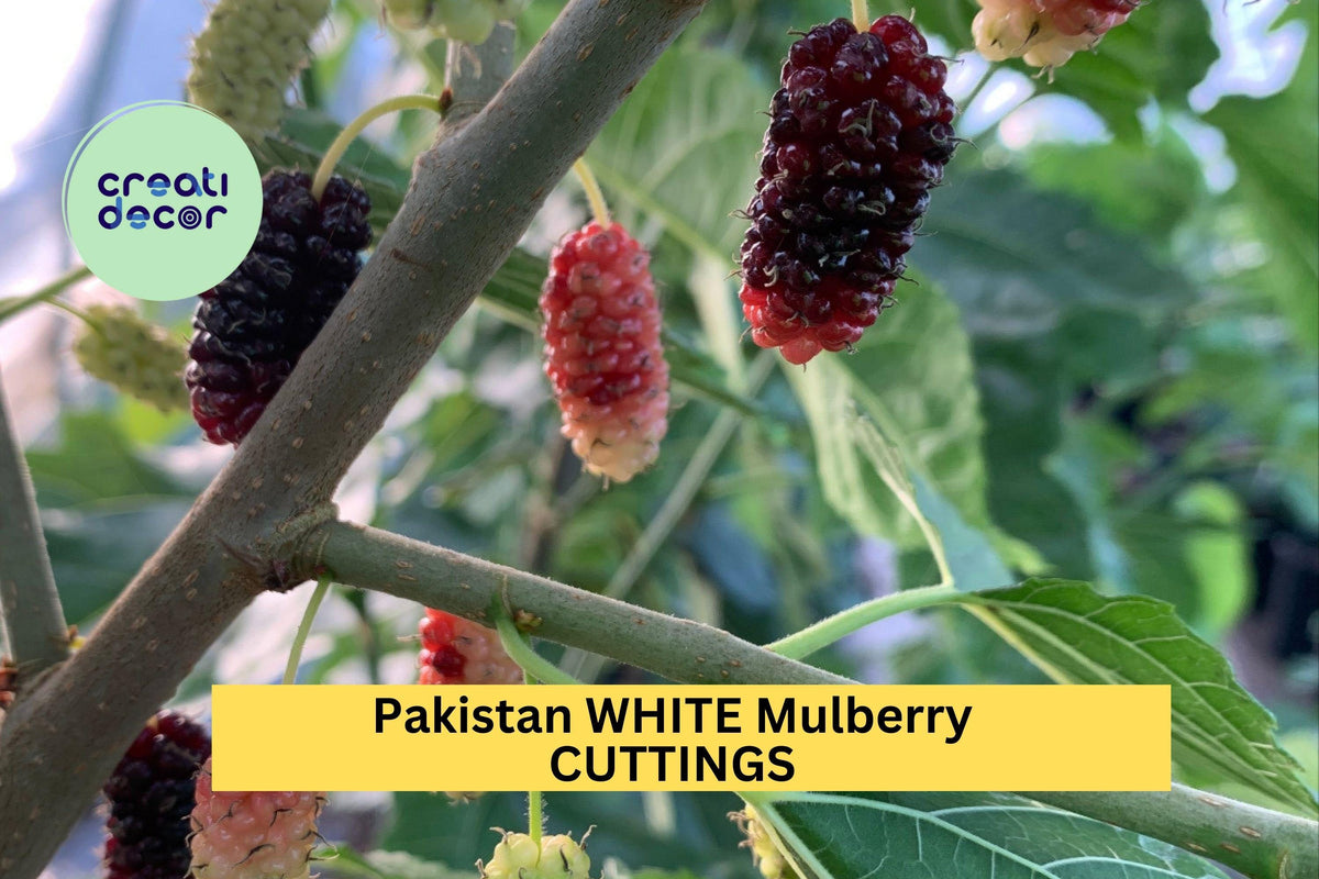 10x Organic Pakistan White Mulberry Cuttings – Rare Sweet White Fruit Tree for Rooting or Grafting