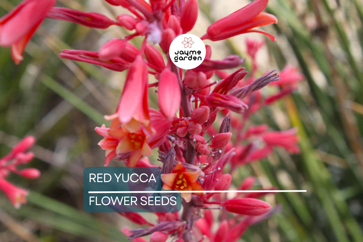 25 Red Yucca Seeds - Hesperaloe parviflora - Drought Tolerant, Hummingbird & Butterfly Attracting, Xeriscape Plant