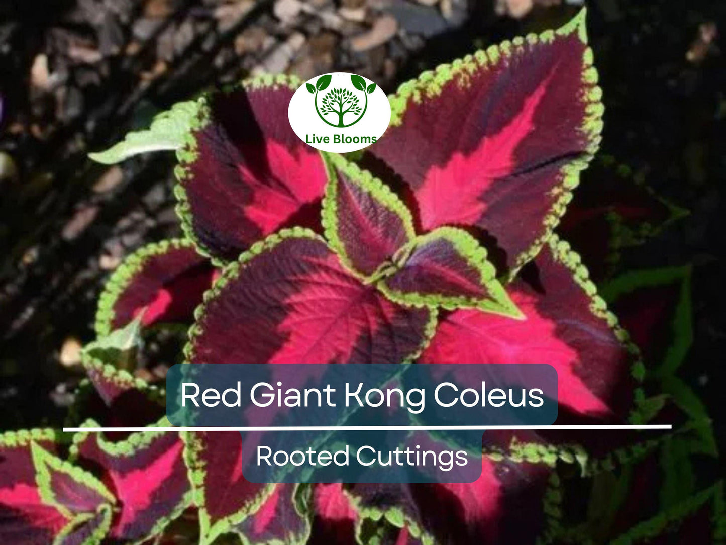 Red Giant Kong Coleus Rooted Cuttings - Vibrant Colorful Foliage Indoor & Outdoor Plant