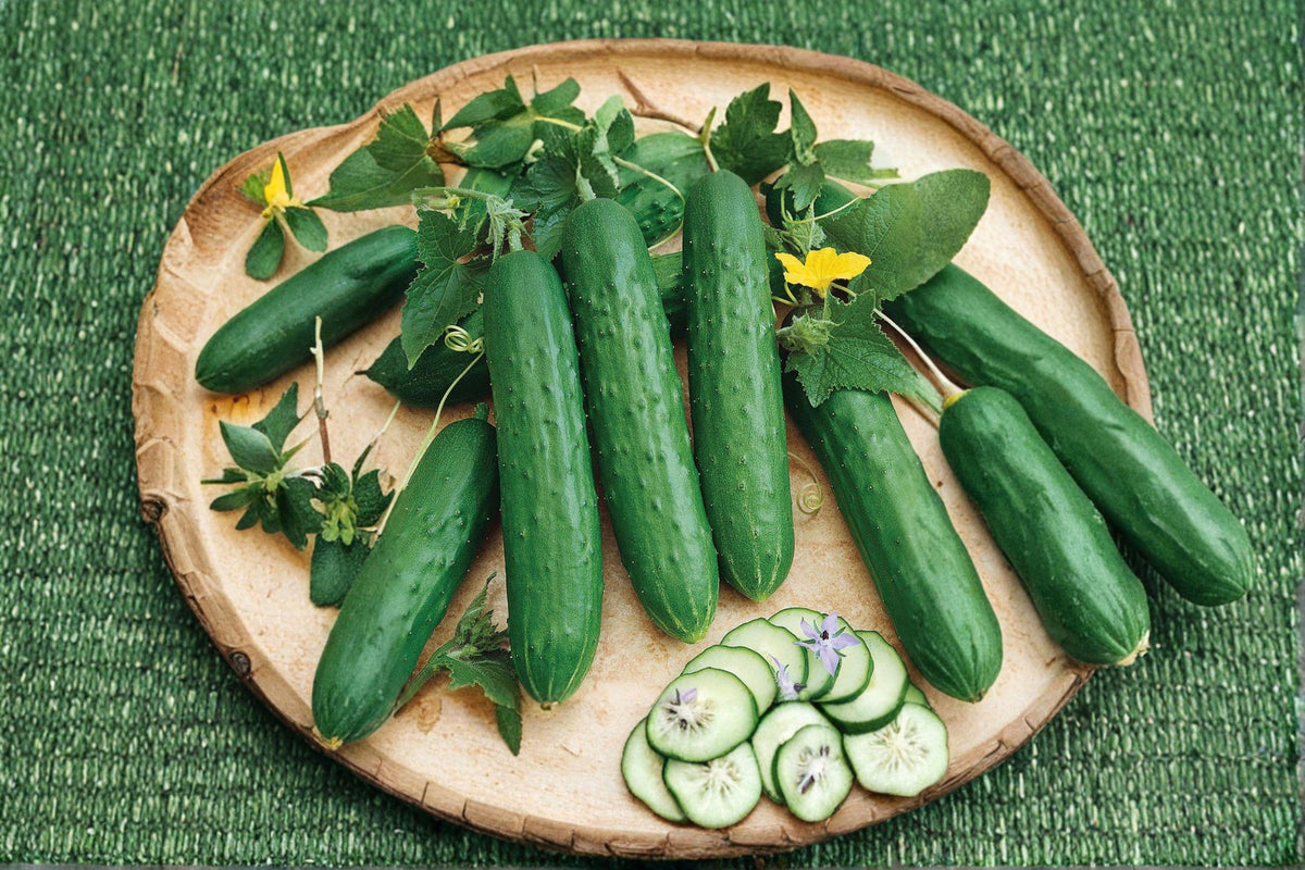 Compact Cucumber Seeds - Spacemaster 80 Variety - 35 Non-GMO Seeds - Cucumis sativus - Ideal for Containers and Small Gardens