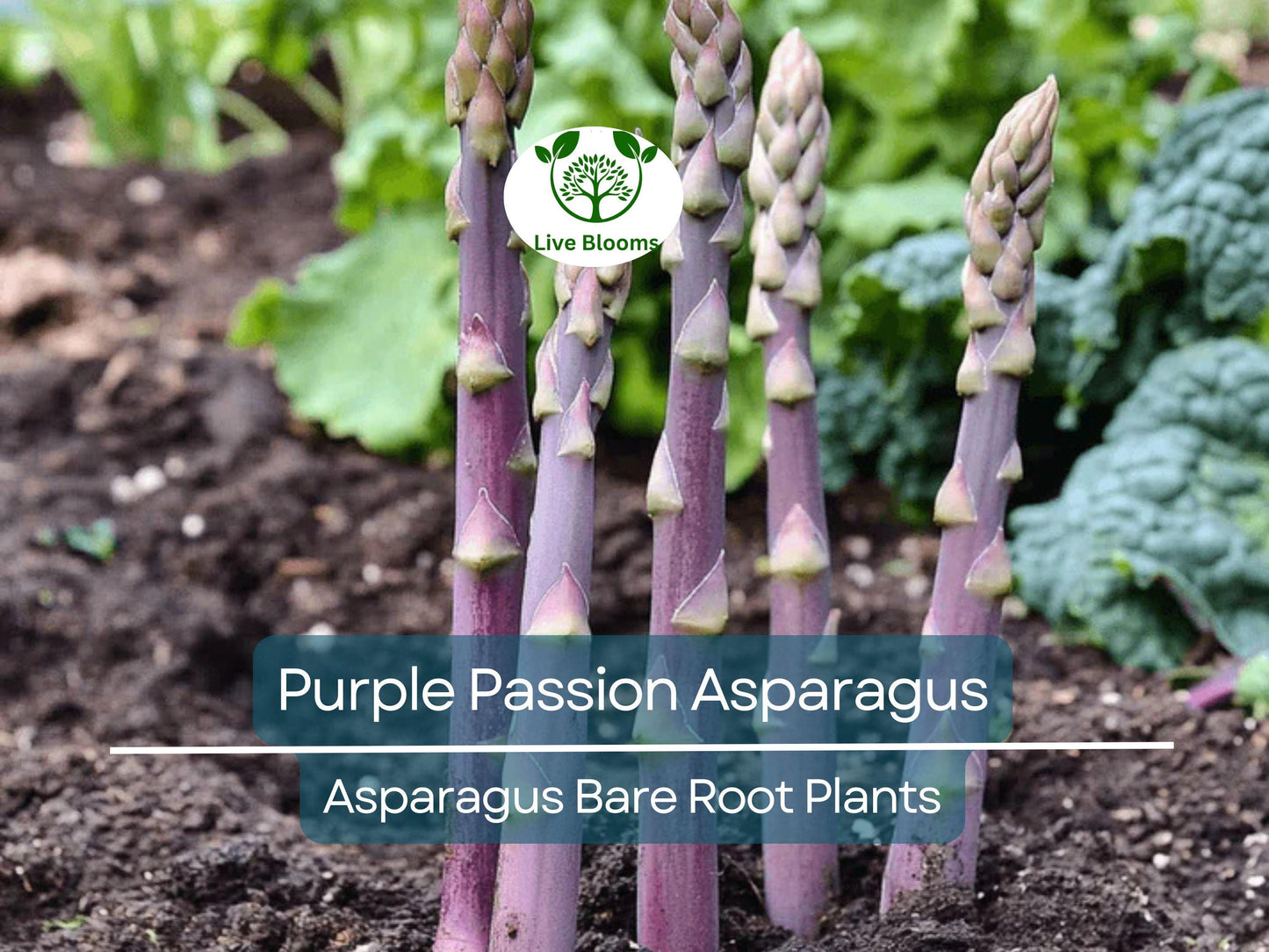 10 Purple Passion Asparagus Crowns - 2-Year Bare Root Perennial Vegetable Plants