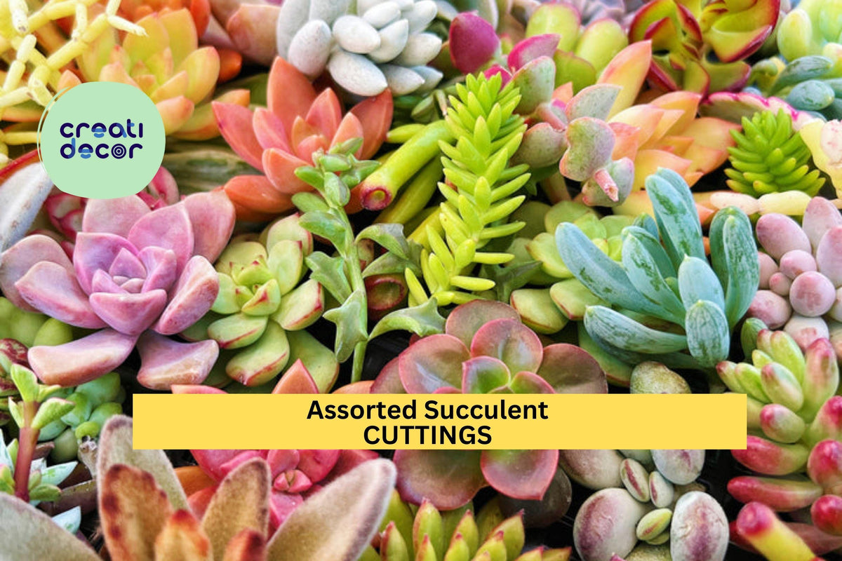 30 Assorted Succulent Cuttings | Mixed Varieties 3"–5" for DIY Gardens & Terrariums