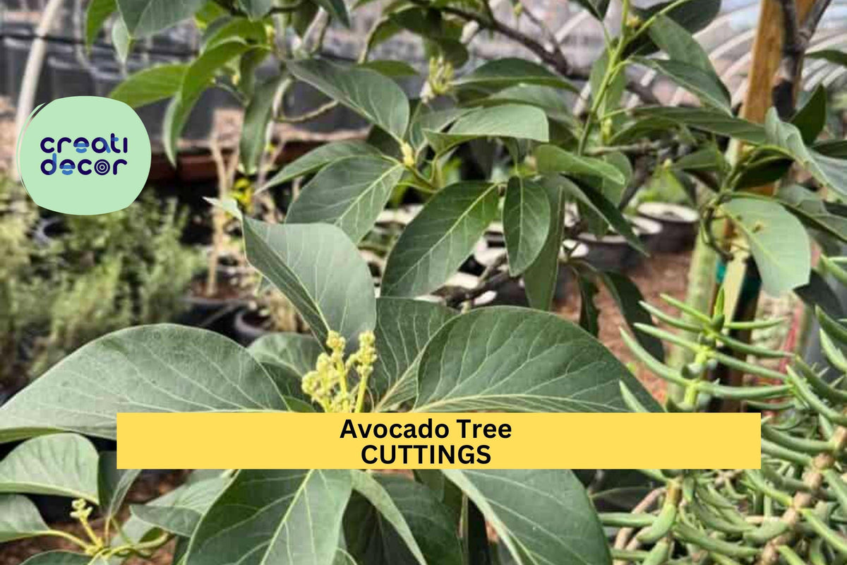 3 Zutano Avocado Tree Cuttings | Persea Americana Unrooted Scions for Grafting & Rooting