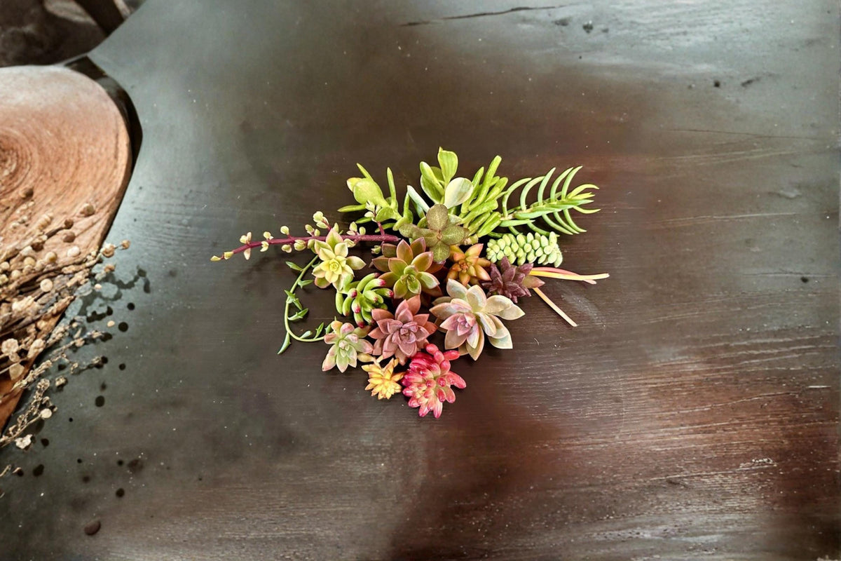 Assorted Succulent Cuttings - 15 Varieties Colorful Mix for Container Gardens - Fresh Ornamental Plants