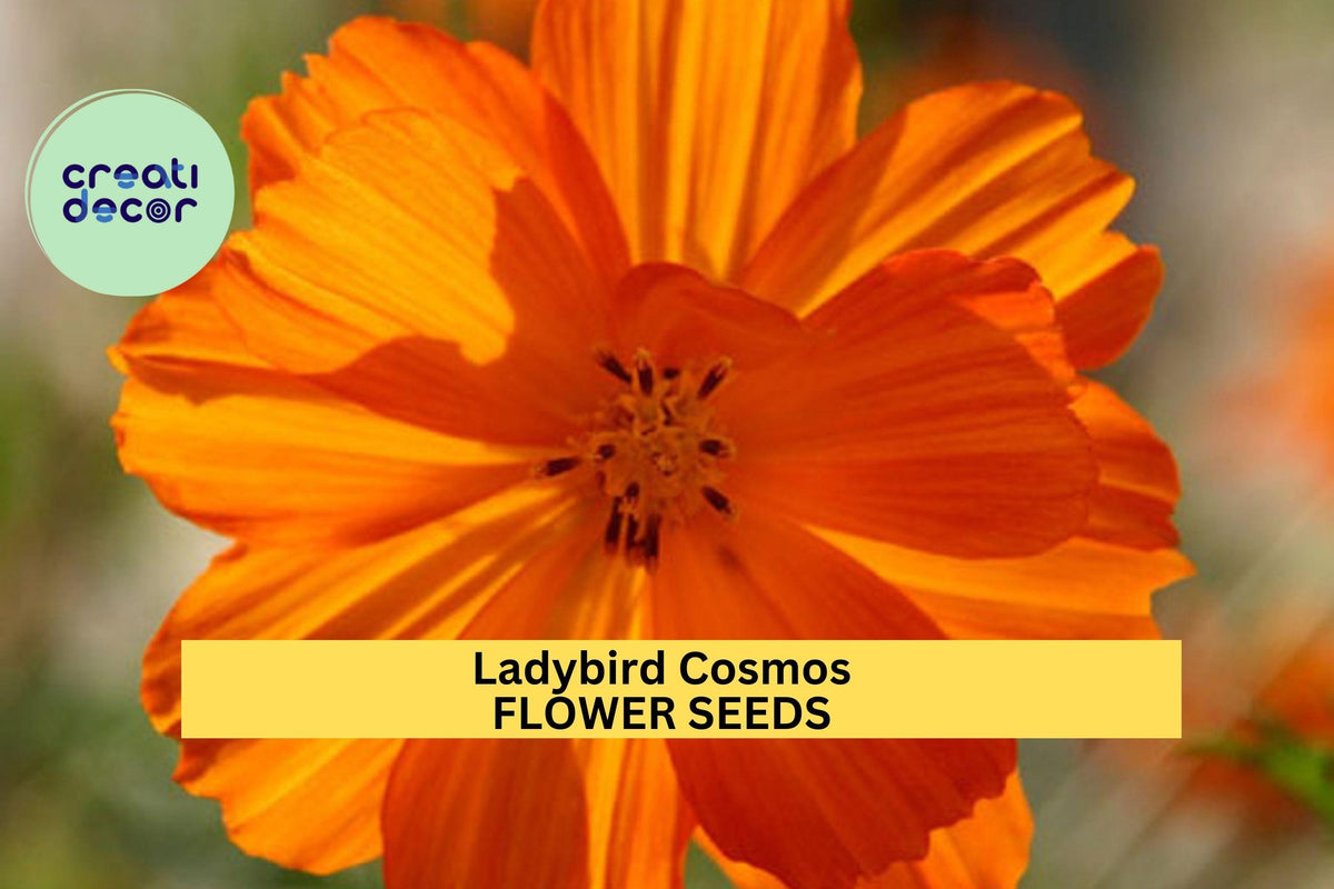 200+ Ladybird Cosmos Seeds – Compact Red, Orange & Yellow Blooms, Pollinator-Friendly Annuals for Full Sun Gardens