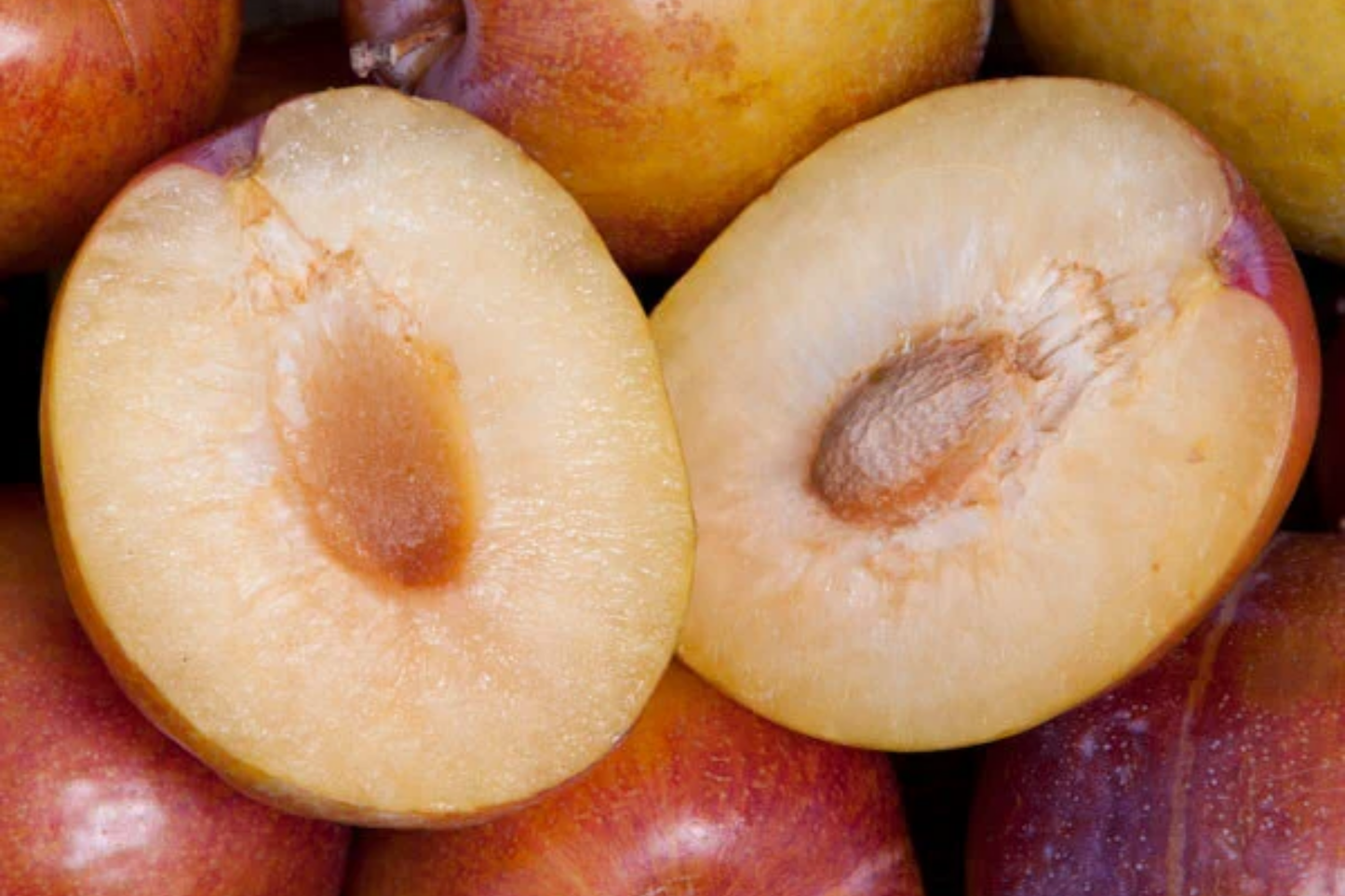 5 Grenade Pluot Scions for Grafting β Plum x Apricot Hybrid, Sweet Golden Fruit, Heavy Producer, 2-5 Inches, Fruit Tree Grafting Supplies