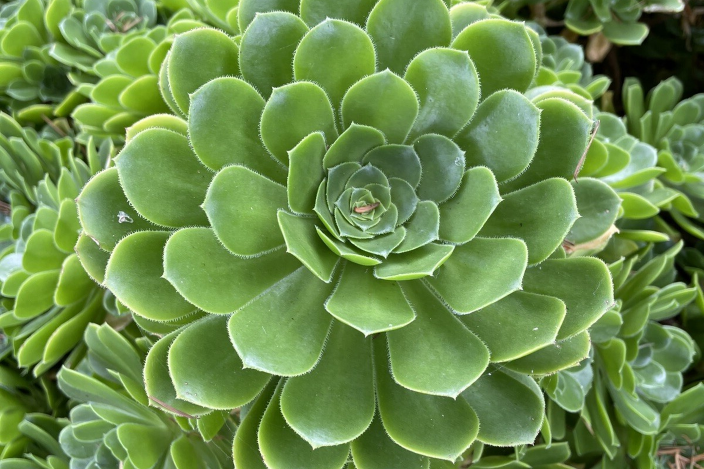Aeonium Green Rose Cutting - 3" Unrooted Succulent Propagation Plant, Easy to Grow, Sun-Loving Rosette, Aeonium spp.
