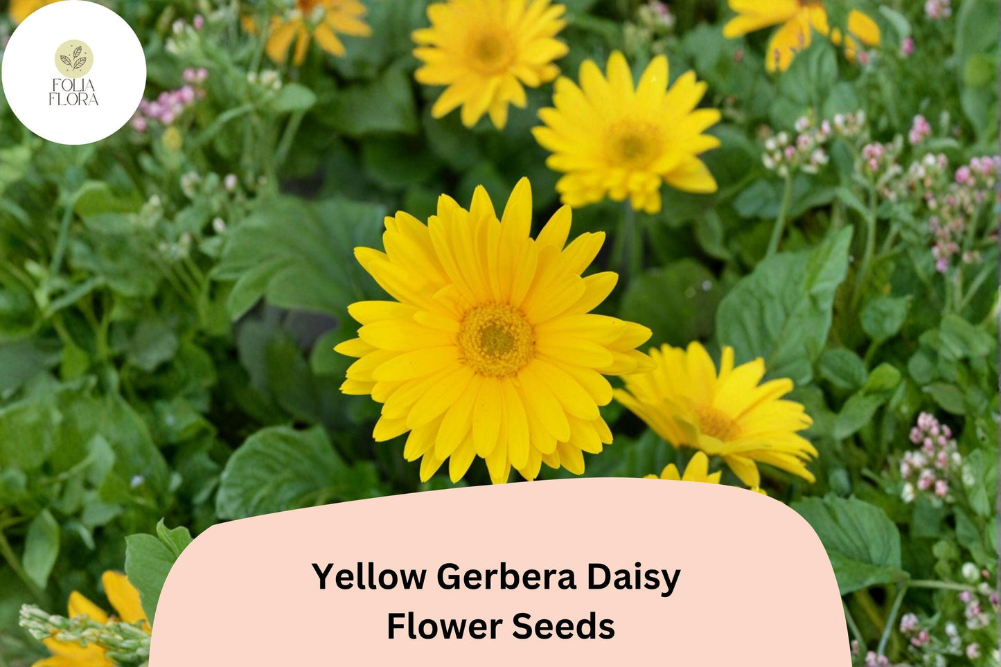 200+ Yellow Gerbera Daisy Seeds | Gerbera jamesonii | Bright Golden Blooms for Garden & Pots