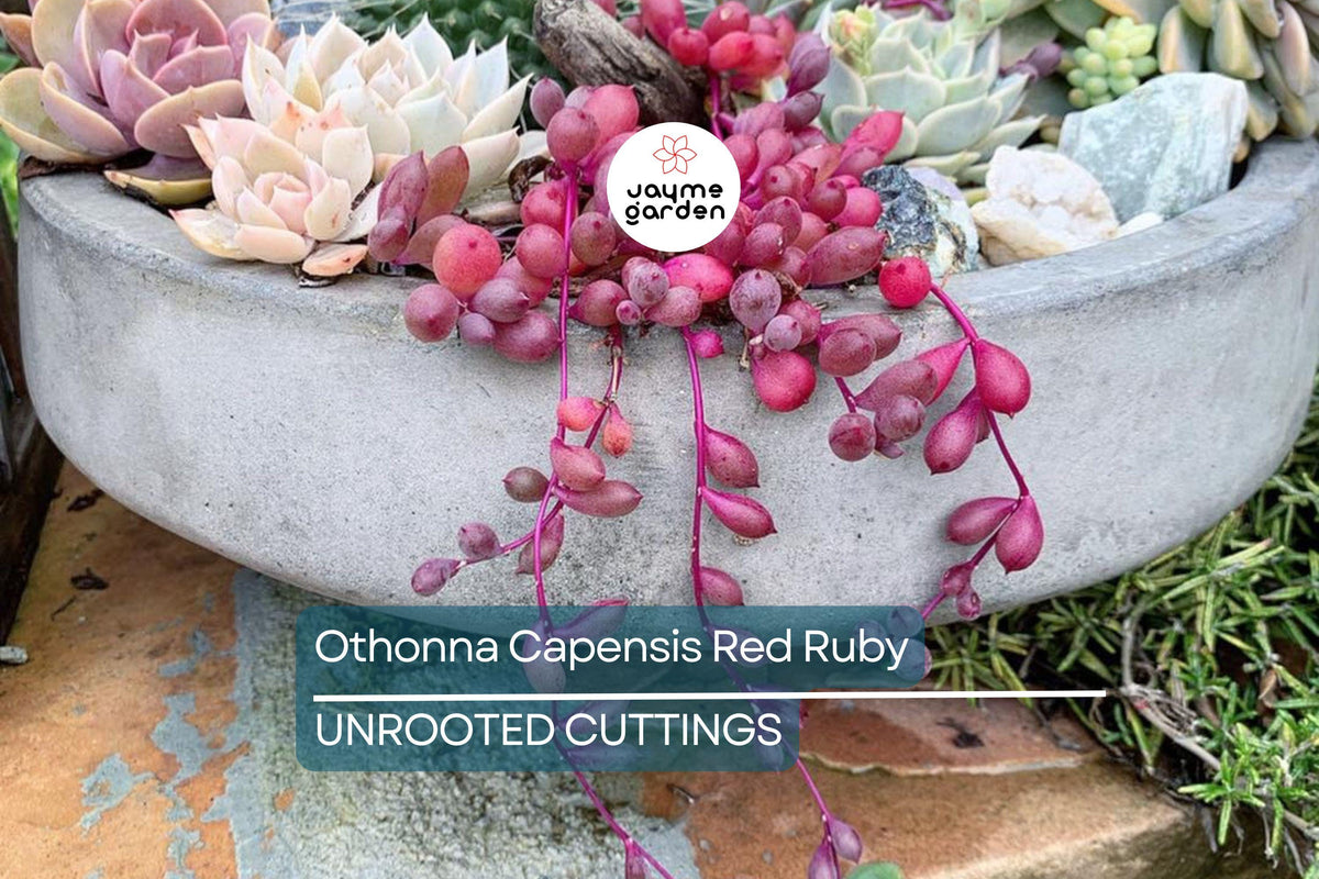 4 Othonna Capensis Cuttings - Ruby Necklace Succulent - Trailing Plant for Containers - Easy Care & Drought Tolerant
