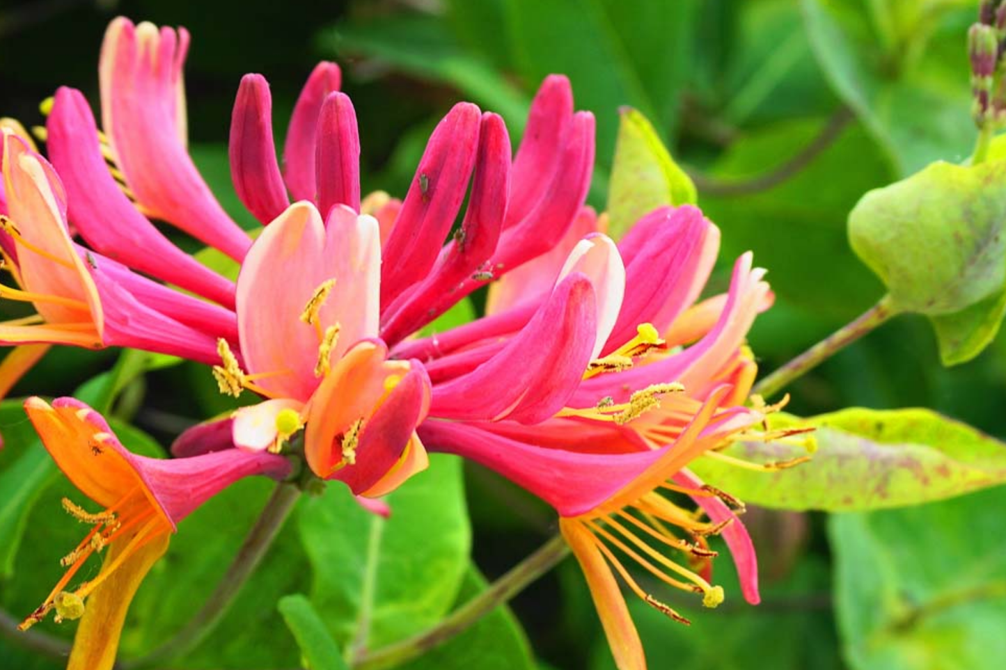Unrooted Honeysuckle Plant Cuttings | Fragrant Vine | 6"-8" Long | Climbing Honeysuckle | Lonicera spp.