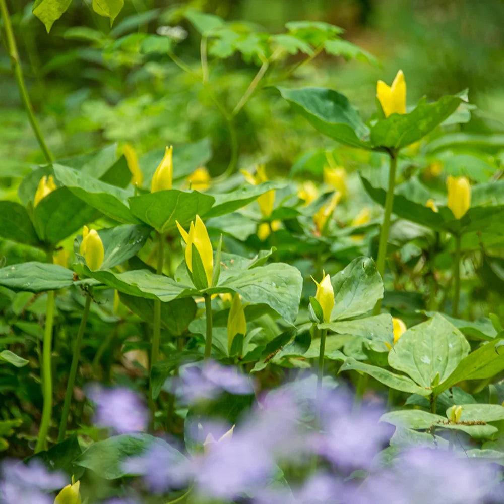 Yellow Trillium Bulbs - Trillium luteum - Woodland Wildflower, Shade Garden Perennial, Native Spring Bloomer