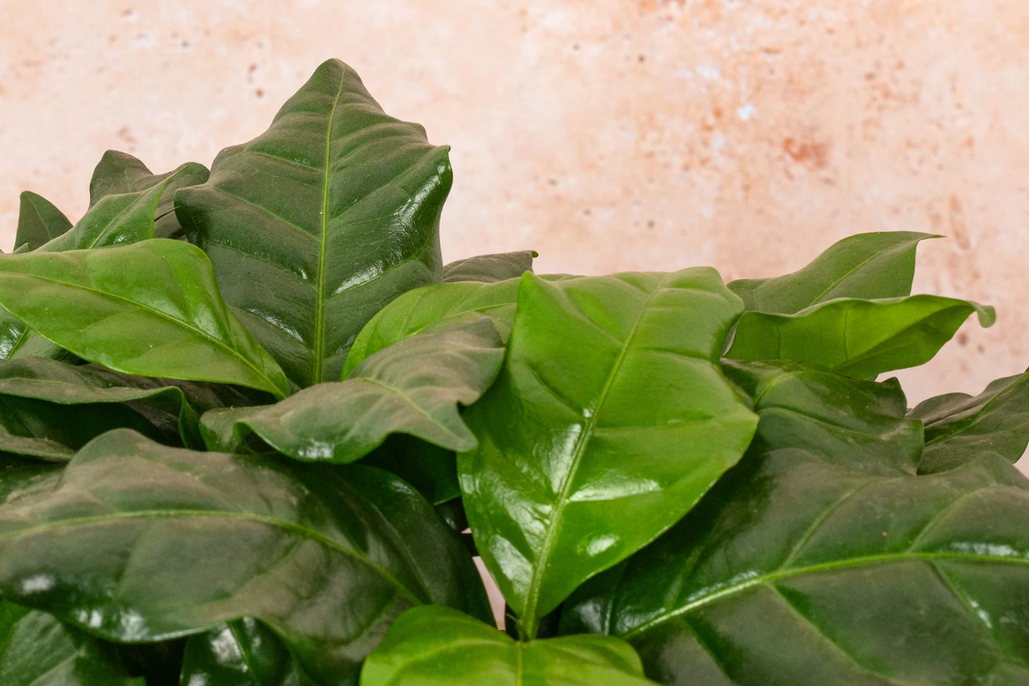 Arabica Coffee Plant Live Rooted Starter | Grow & Brew Your Own Coffee | Indoor & Outdoor | Coffee Lover Gift | Coffea arabica