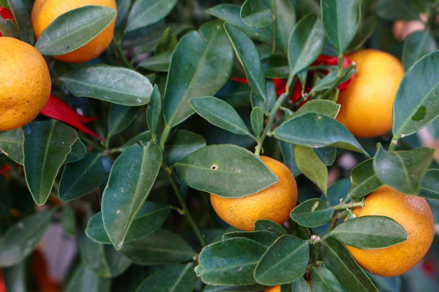 California Navel Orange Cuttings - 5 Pieces for Growing Citrus Tree, Healthy Fresh Fruit Tree Starter, Backyard Garden, Citrus Sinensis