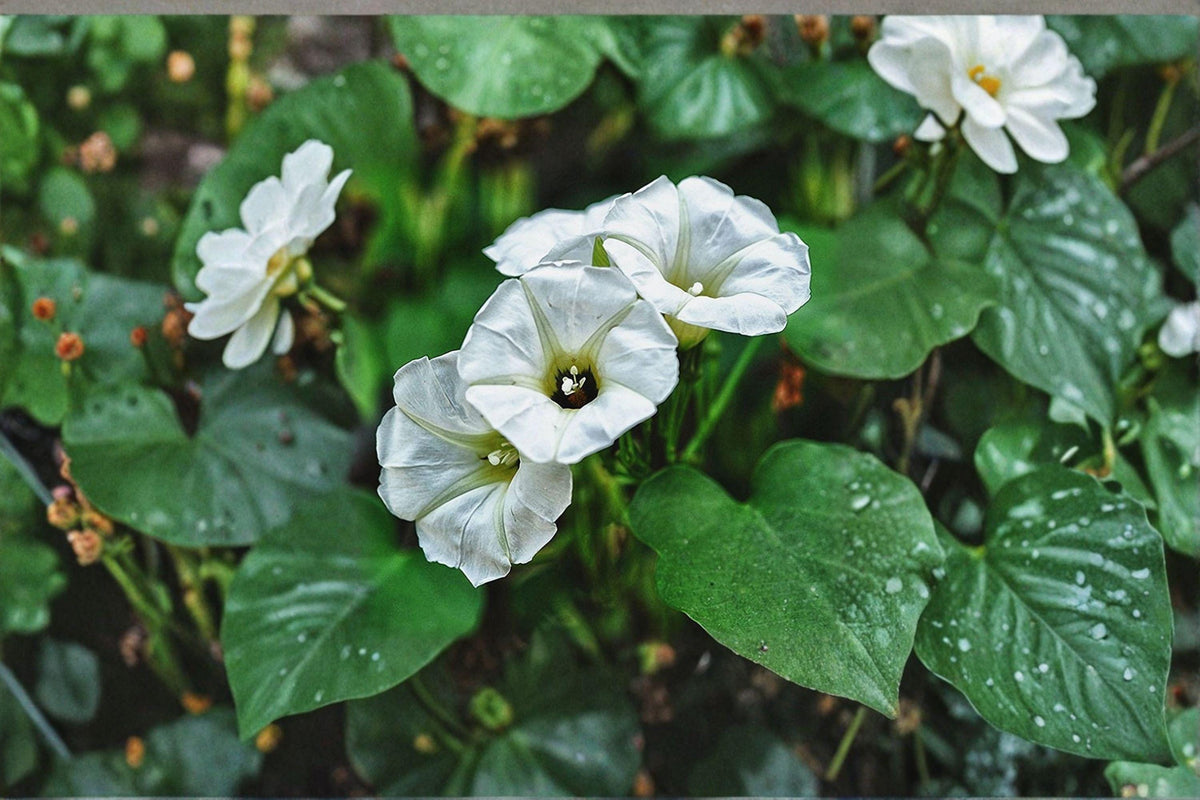 Ololiuqui Vine Seeds - 10 Tropical Flowering Seeds, Rivea corymbosa, Heart-Shaped Leaves, Ornamental Morning Glory Relative