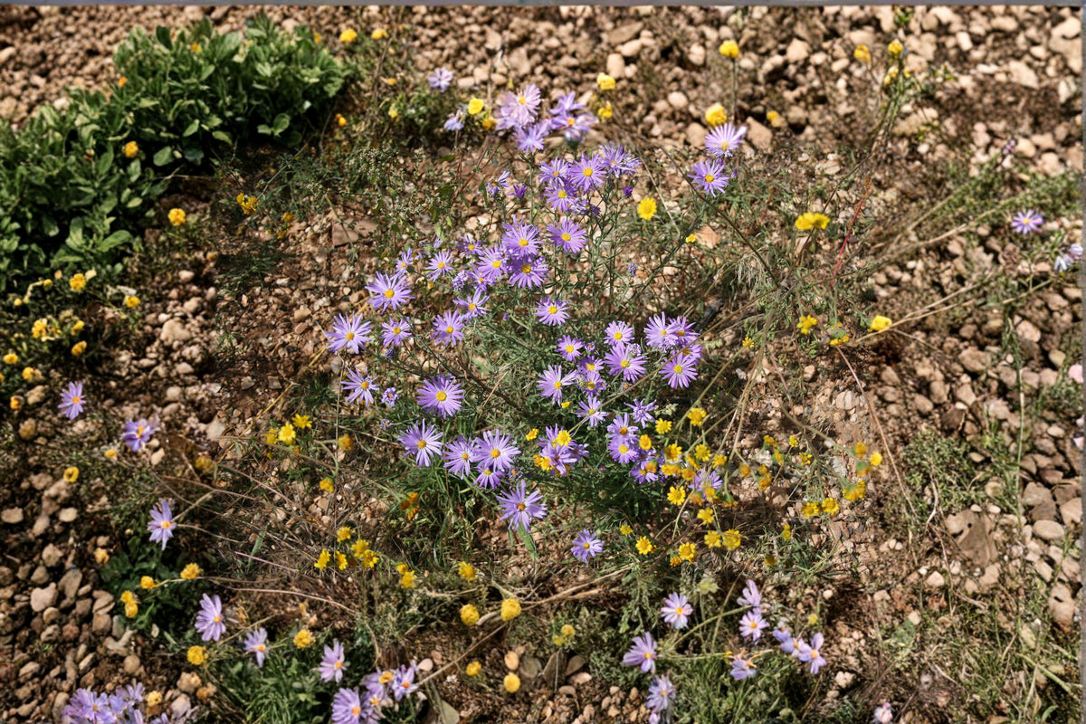 Tahoka Daisy Seeds | 100 Seeds | Purple Wildflower | Machaeranthera tanacetifolia | Drought-Tolerant Pollinator Plant