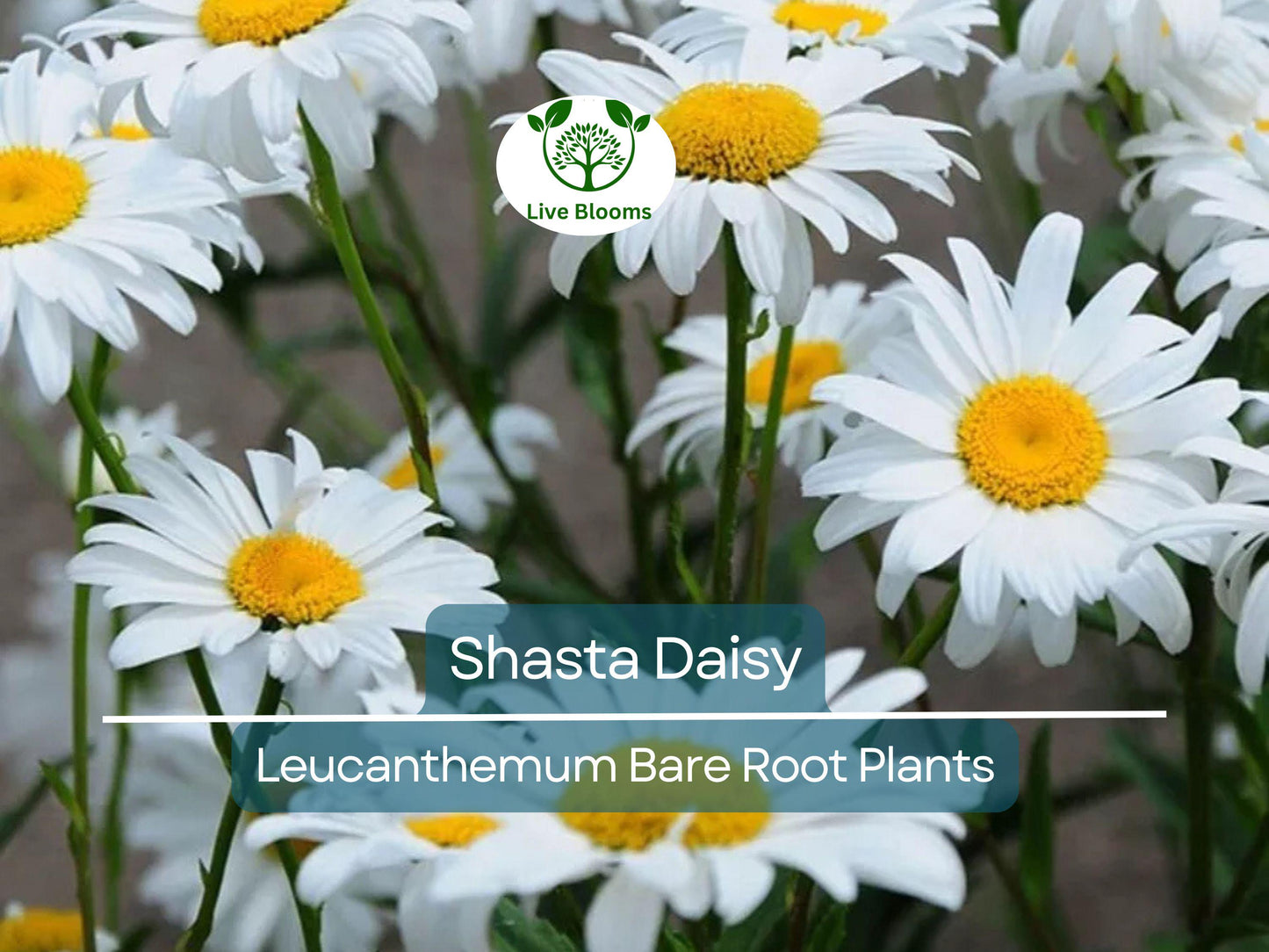 Shasta Daisy Live Bare Root Perennial Plant – White Summer Blooms, Easy-Care Garden Flower