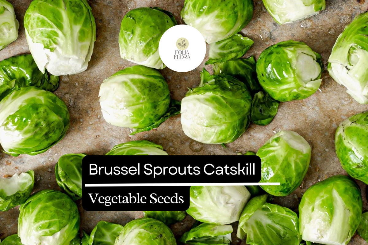 Catskill Brussels Sprouts Seeds - 500+ Heirloom Seeds for Home Garden | Brassica oleracea | Cold-Hardy Vegetable Seeds